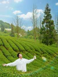 上春山重慶周邊春日採茶寶藏地！超治癒