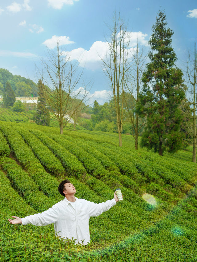 上春山重慶周邊春日採茶寶藏地！超治癒