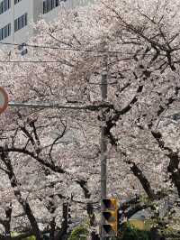 🌸釜山廣安里 | 邂逅浪漫櫻雪盛宴🌸