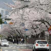 🌸釜山櫻花秘境大曝光！本地人藏著不說的絕美公園