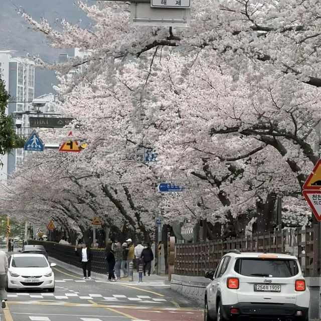 🌸釜山櫻花秘境大曝光！本地人藏著不說的絕美公園