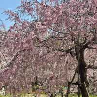 名古屋私藏櫻花地圖｜鶴舞公園的春日心動密碼