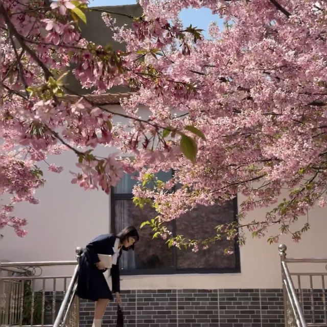 🌸武漢私藏賞櫻地！楚風櫻花園美到心顫，人少出片快！