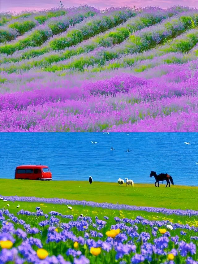 紫色天堂·芳香霍城——探秘中國「薰衣草之鄉」的浪漫之旅