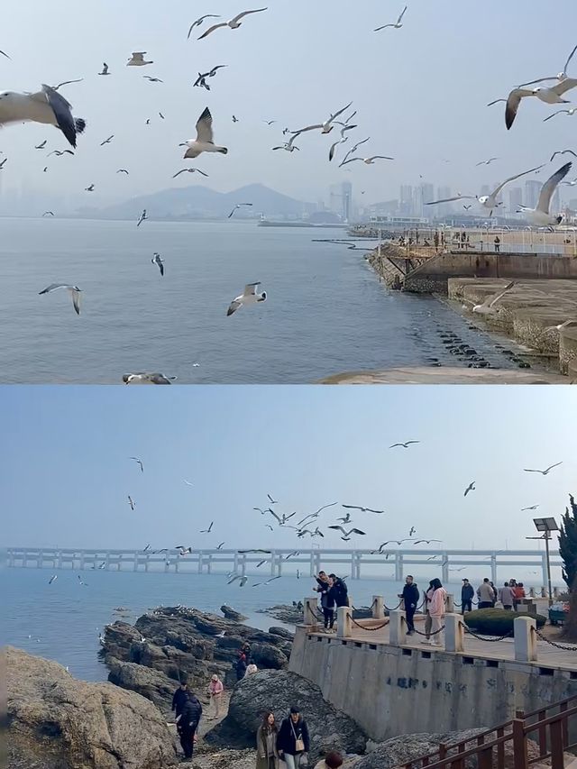 連夜整理5月大連旅行天花板攻略！附避坑