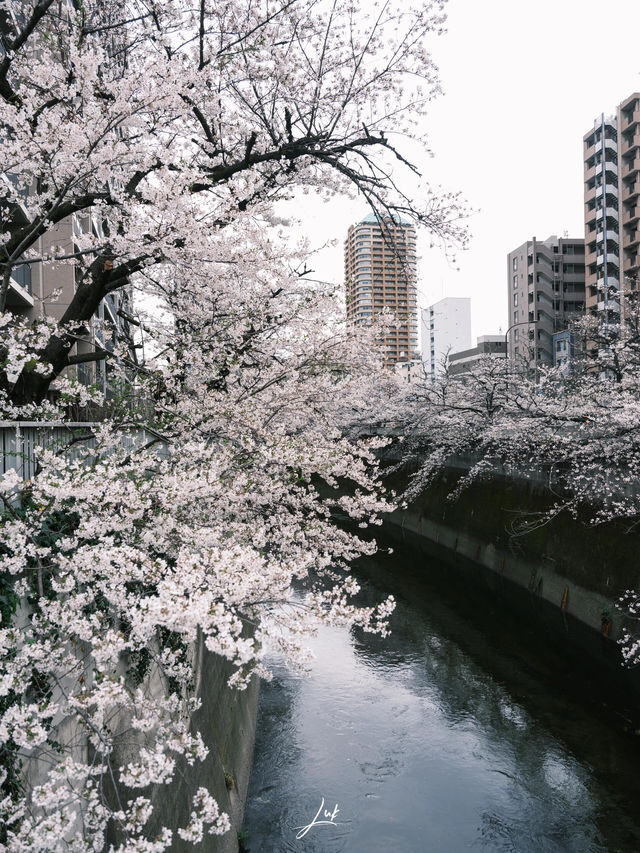 東京 | 搭乘昭和風情的櫻花電車🌸