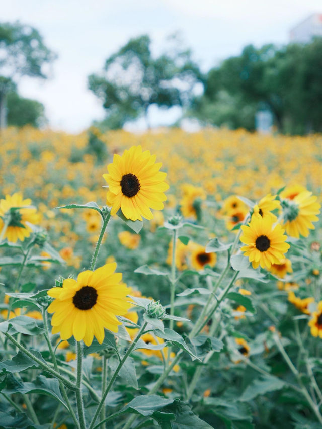 救命！在深圳撞進了向日葵的盛夏時光🌻每一幀都像被陽光吻過的浪漫畫報！