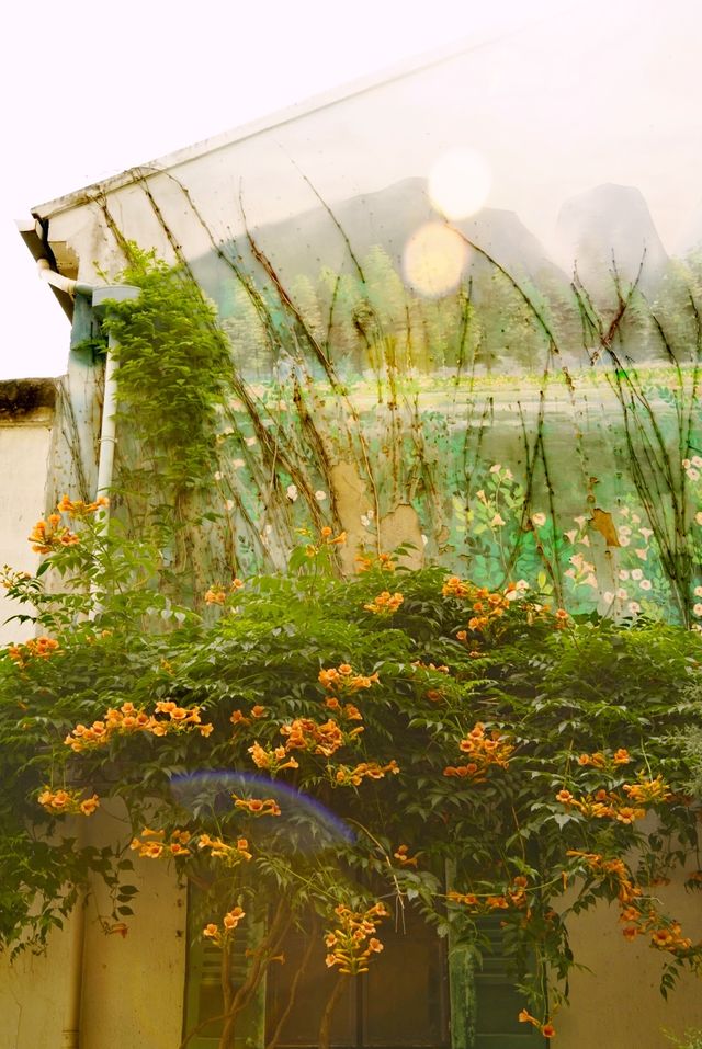 蘇州皇廢基凌霄花盛放