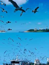 從另一個角度看海驢島！