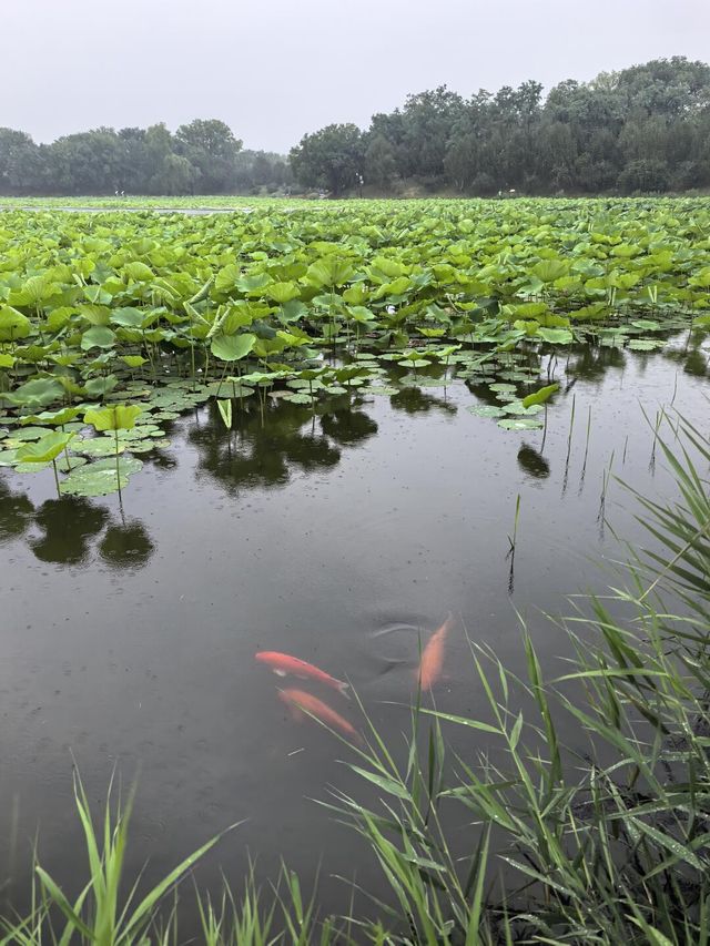 煙雨圓明園：江南韻與歷史愁