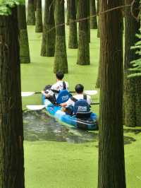 The Truth about the "Matcha Lake" in Qingshanhu