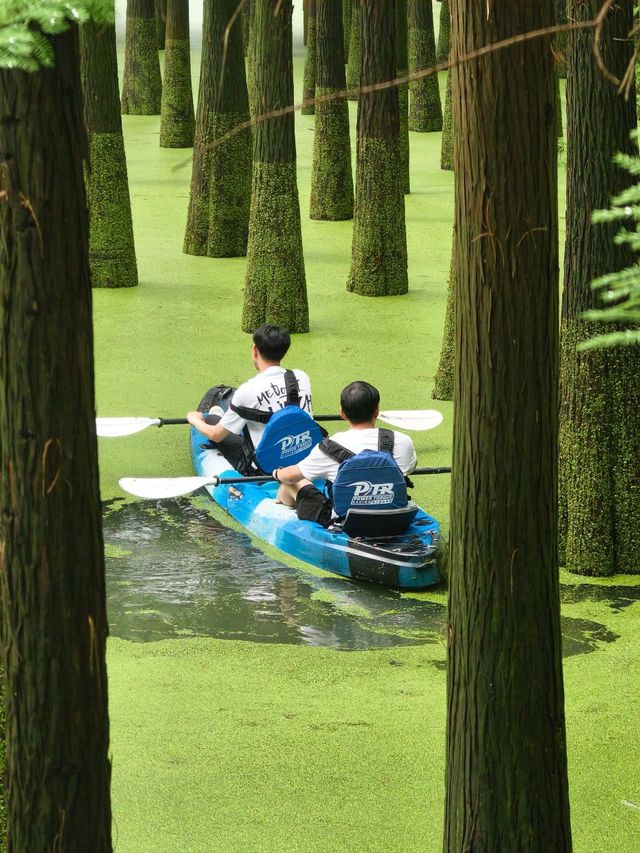 The Truth about the "Matcha Lake" in Qingshanhu