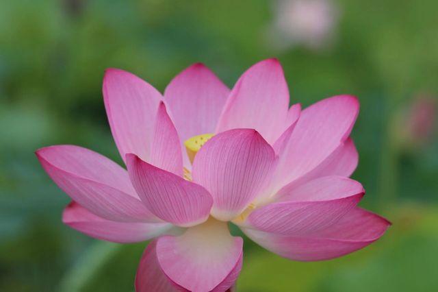 #普者黑旅行攻略 #雲南普者黑荷花 要睇最靚荷花千祈唔好等到七月中旬！本地人，全係本人自己影嘅，最靚荷