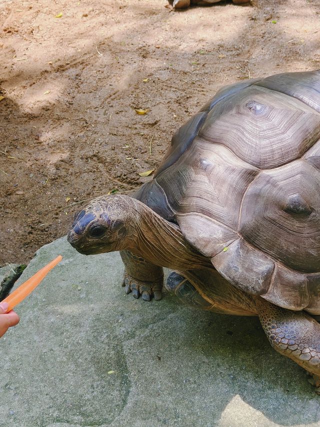 帶小朋友去動物園就啱晒！！！