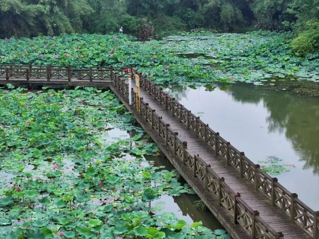 野趣荷塘，白鷺與荷花同框