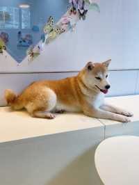 深圳新洲，柴犬天堂，太治癒啦～