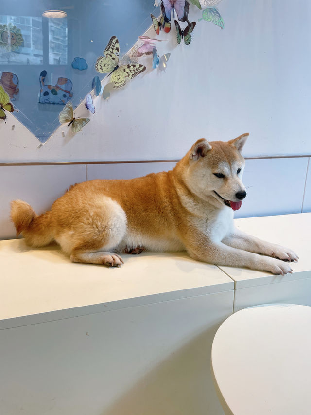 深圳新洲，柴犬天堂，太治癒啦～