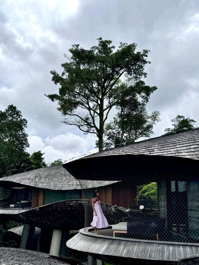 Banyan Tree in Singapore Rainforest Resort😍♥️