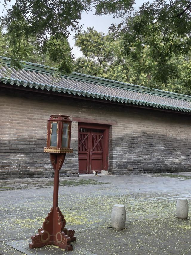 天壇夏暮：槐花紫薇共舞的時光