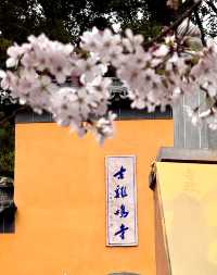 雞鳴寺嘅香火同櫻花
