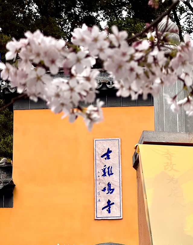 雞鳴寺嘅香火同櫻花