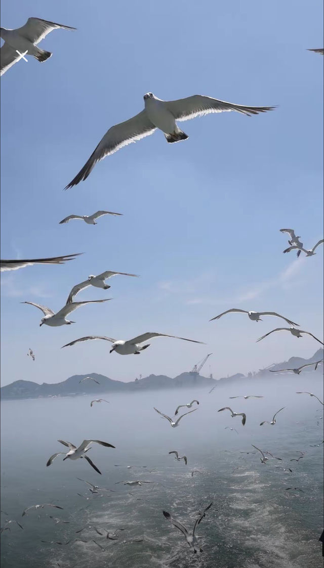 威海海驢島| 被十萬隻海鷗包圍係咩體驗？
