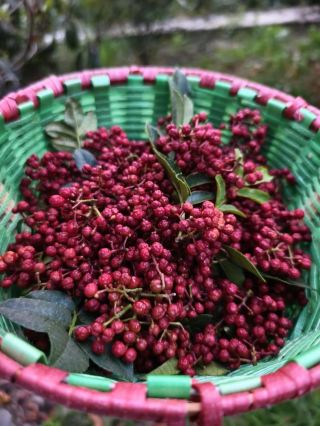 Sichuan Peppercorns Are Ripe