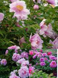 菏澤牡丹花城2日遊｜1000元搞定春日限定浪漫