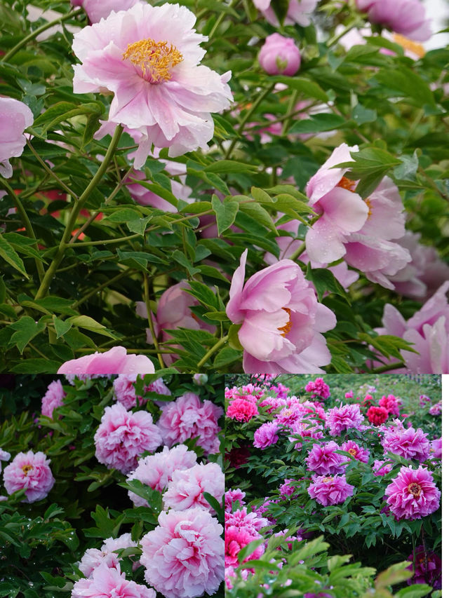 菏澤牡丹花城2日遊｜1000元搞定春日限定浪漫