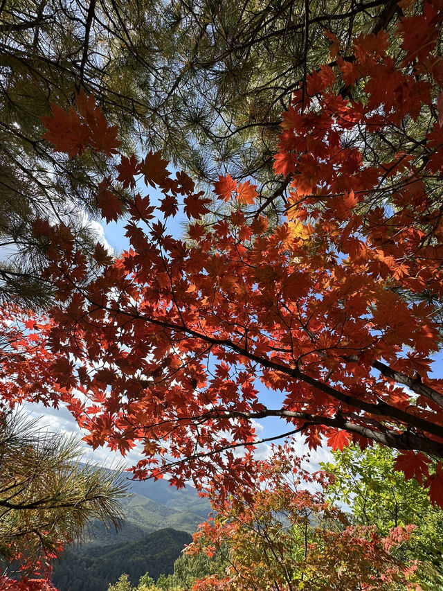 長白山紅石峯生態風景區紅楓染紅了峯頂