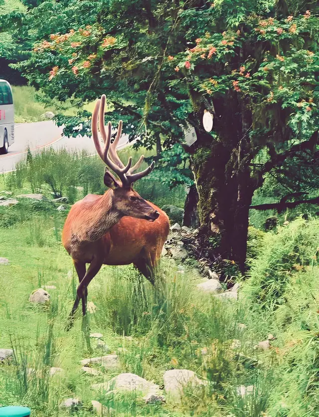 從飛瀑到秘境：喇叭河的自然之美，令人心醉！
