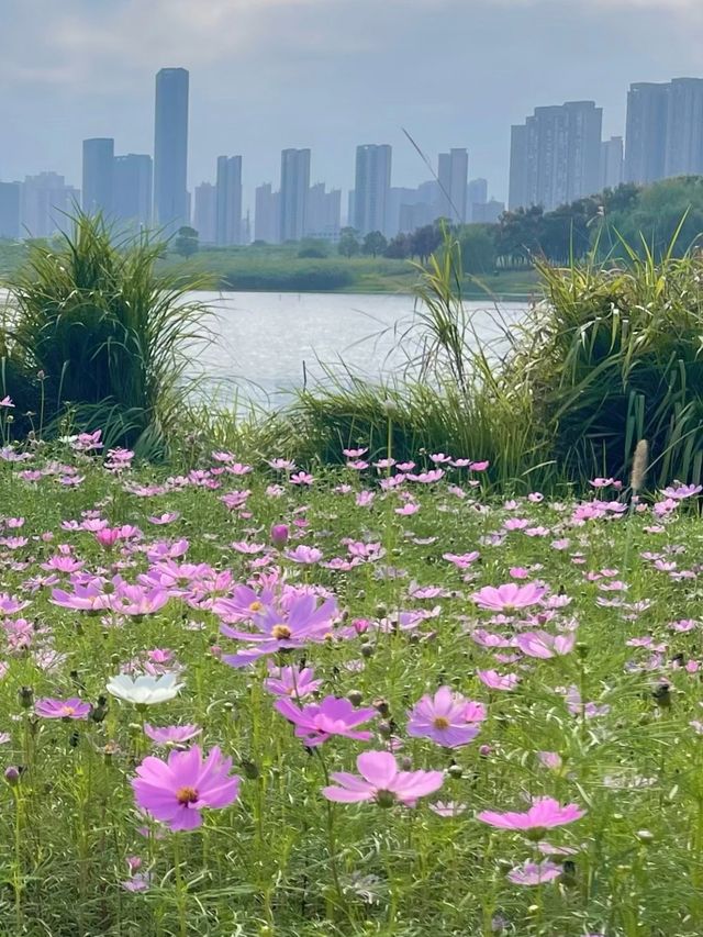 醉入油畫仙境！長沙洋湖濕地花海暴走指南