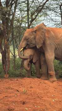 Heartfelt Adventure at the Elephant Orphanage and Giraffe Center