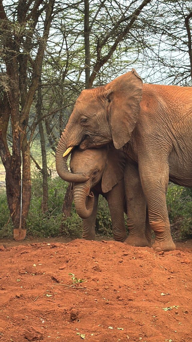 Heartfelt Adventure at the Elephant Orphanage and Giraffe Center