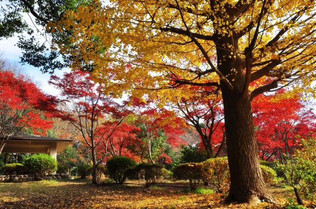 2025年日本紅葉季時間預測！