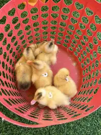 感覺全蘇州的人都來這遛娃了