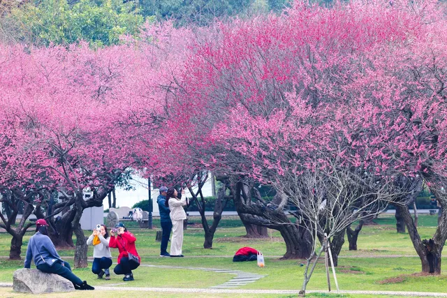 橘子洲景區梅花