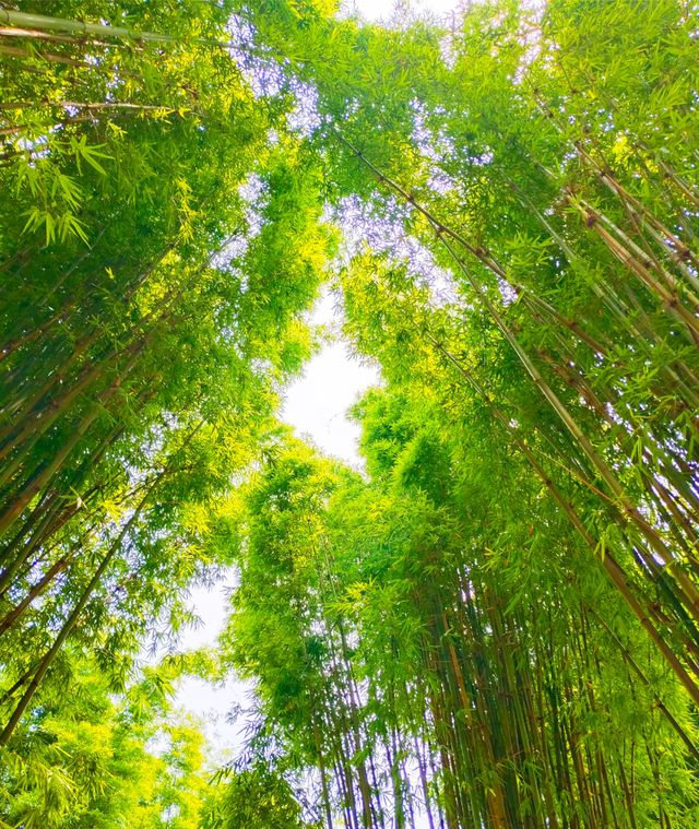 翠湖人好像會在某段時間瘋狂地迷戀上藍天白雲和綠樹