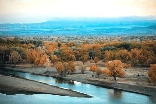 【Buerjin Poplar Forest｜Northwest China's autumn turns a whole year's romance into golden hues】