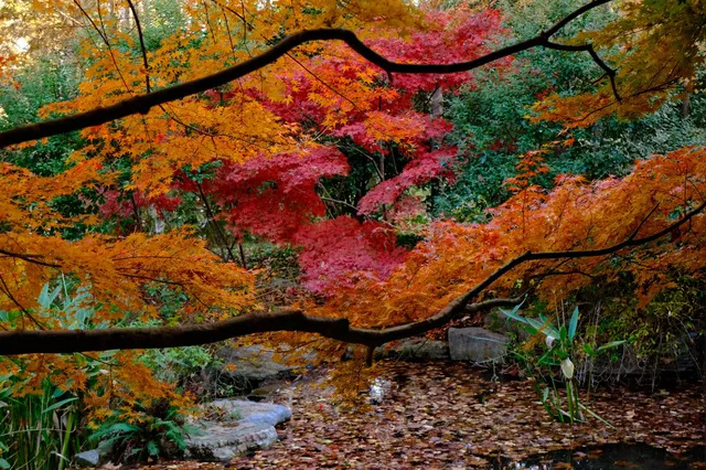 郊野園林第一家的習家池之秋太美囉！！