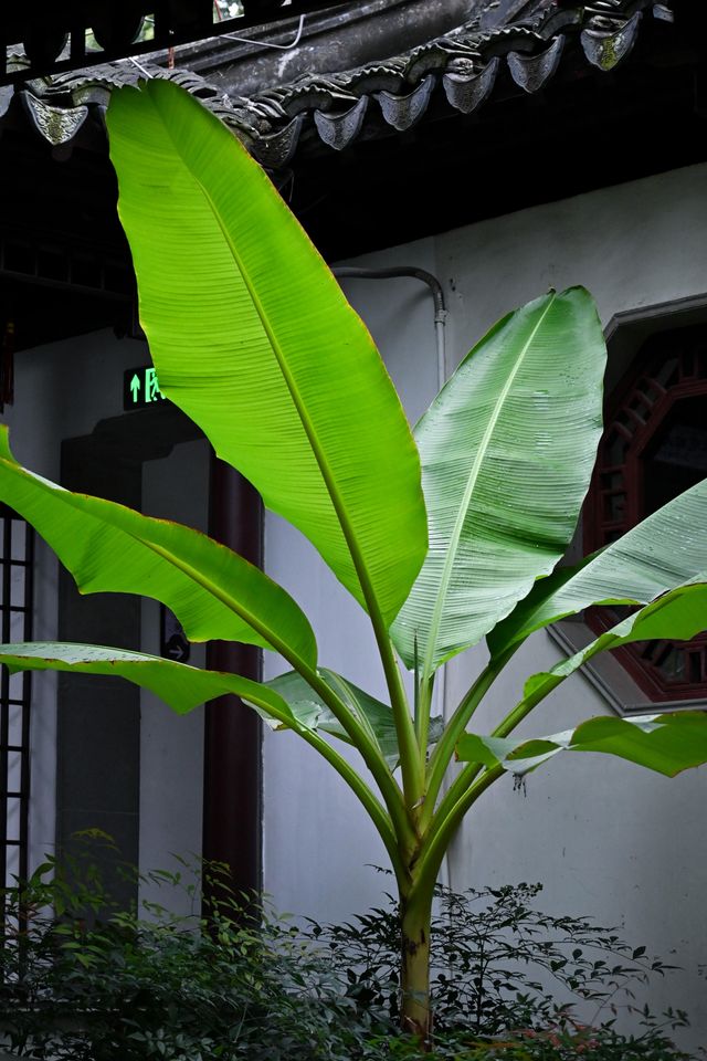 何以見園·瞻園 何以見園·瞻園