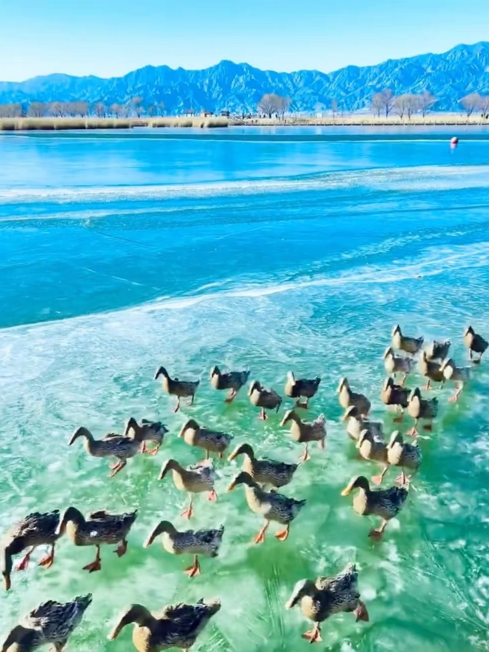 Alang-alang berarak di sepanjang jalan setapak kayu, dan burung-burung yang bermigrasi terbang melintasi danau yang berkilauan. ✨
Lahan basah ini, yang berjarak 1,5 jam berkendara dari kota, sedang menguak kisah musim gugur yang menakjubkan.
Setiap jepretannya sungguh luar biasa! 📸

Ini adalah jeda yang menyenangkan dari hiruk pikuk kota!

[🌟Rekomendasi]
👉🏻Cagar alam lahan basah terbesar di Tiongkok Utara
👉🏻Stasiun pengisian bahan bakar migrasi untuk 303 spesies burung
👉🏻Alang-alang keemasan dari Oktober hingga November | Burung-burung yang bermigrasi berbondong-bondong

Ajak anak-anak menjelajahi sains dan berfoto!

Retret ekologis yang langka di luar Beijing!

📍Lokasi Spesifik
Di utara Desa Liuhaoying, Kota Kangzhuang, Distrik Yanqing, Beijing
🚗Berkendara: 10 menit dari Pintu Keluar Kangzhuang di Jalan Tol Beijing-Tibet
🚌Bus: Naik Bus No. 919 ke Stasiun Yanqing Nancaiyuan, lalu pindah ke Bus No. 921

[📸Wajib Dikunjungi]
🦢Museum Lahan Basah
Lebih dari 200 spesimen + pencitraan psikedelik
Ungkap misteri ekologi lahan basah!

🌅Menara Pengamatan Burung
Ambil teropong berdaya tinggi Anda!
Angsa | Bangau | Burung-burung yang bermigrasi berkumpul
Paling aktif di pagi dan sore hari~

🌸Jalan Kayu di Atas Kolam Teratai
Alang-alang musim gugur bergoyang, menyelimuti langit
Setiap jepretan adalah mahakarya!

[Rekomendasi Tur Terdekat]
🐎 Pengalaman Berkuda di Padang Rumput Kangxi
Pengalaman ganda di lahan basah dan padang rumput
Rasakan keunikan pinggiran kota Beijing

[Rekomendasi Bersantap]
🐟Perjamuan Ikan di Area Pemandangan
Ditangkap dan dimasak segar, sungguh lezat!
Rumah pertanian terdekat

Ubi panggang | Roti gandum

Penuh cita rasa lokal~

[Rekomendasi Akomodasi]

🏨 Resor Ekologi Yayaya

Halaman rumah untuk satu keluarga | Dapat ditempuh dengan berjalan kaki ke area pemandangan

Pemandangan lahan basah dari jendela | Bangun pagi ditemani kicau burung

Sangat menenangkan!

⚠️Tips:

1️⃣ Biaya masuk sudah termasuk museum; disarankan untuk membeli paket teleskop agar dapat mengambil gambar burung dengan sangat jelas.

2️⃣ Lahan basah berangin, jadi bawalah jaket. Sepatu anti selip sangat penting untuk berjalan di trotoar kayu.

3️⃣ Pilihan bersantap terbatas; bawalah camilan dan air minum sendiri.

Dongeng musim gugur ini

Terpesona? 💓