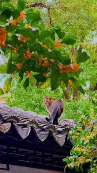 蘇州的秋天|在怡園的桂花香裡,撞見江南最溫柔的時刻