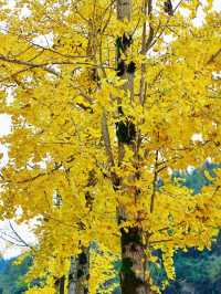 矮寨奇觀銀杏展,限時秋景美如畫