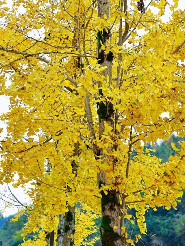 矮寨奇觀銀杏展,限時秋景美如畫 矮寨奇觀銀杏展,限時秋景美如畫