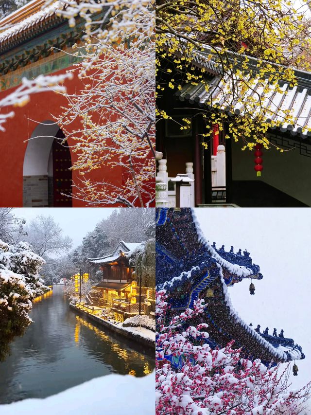 南京賞梅尋雪暴走攻略！12月錯過再等一年