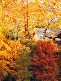 11月衝南京賞秋！18個寶藏機位+避坑指南，美到窒息