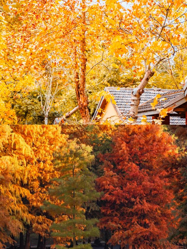 11月衝南京賞秋！18個寶藏機位+避坑指南，美到窒息