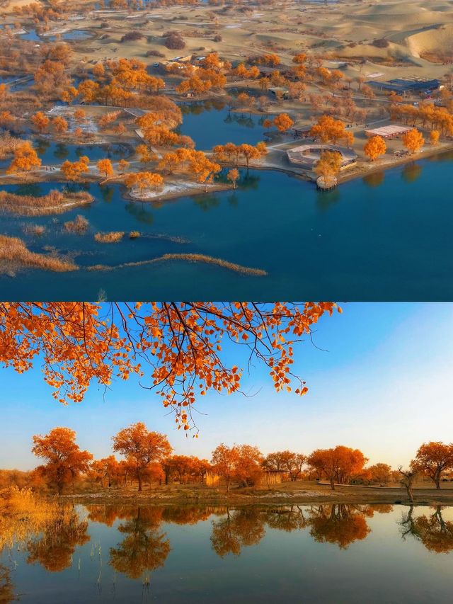 金色童話胡楊林秘境 金色童話胡楊林秘境