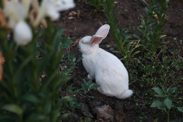 那拉提浪漫民宿指南奢境民俗小木屋體驗